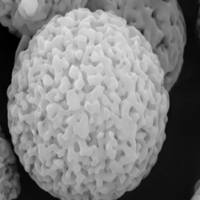 Giant Pore Sphere.jpg